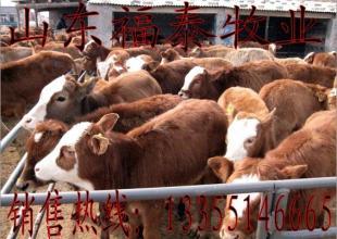 江西养肉牛的利润--黄牛养殖效益分析_农副产品
