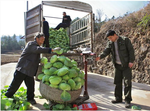 高山露地蔬菜的华丽蜕变